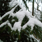 Tannenbaum - Weiße Weihnachten