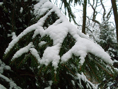 Tannenbaum - Weiße Weihnachten