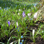 Krokusse - Frühlingsblumen