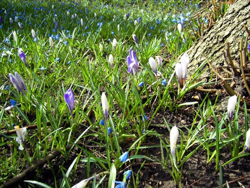 Krokusse – Frühlingsblumen Frühling Bild