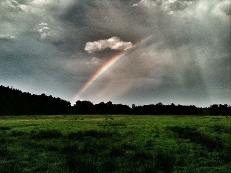 Regenbogen in der Wentorfer Lohe