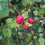 Brombeeren im Wald