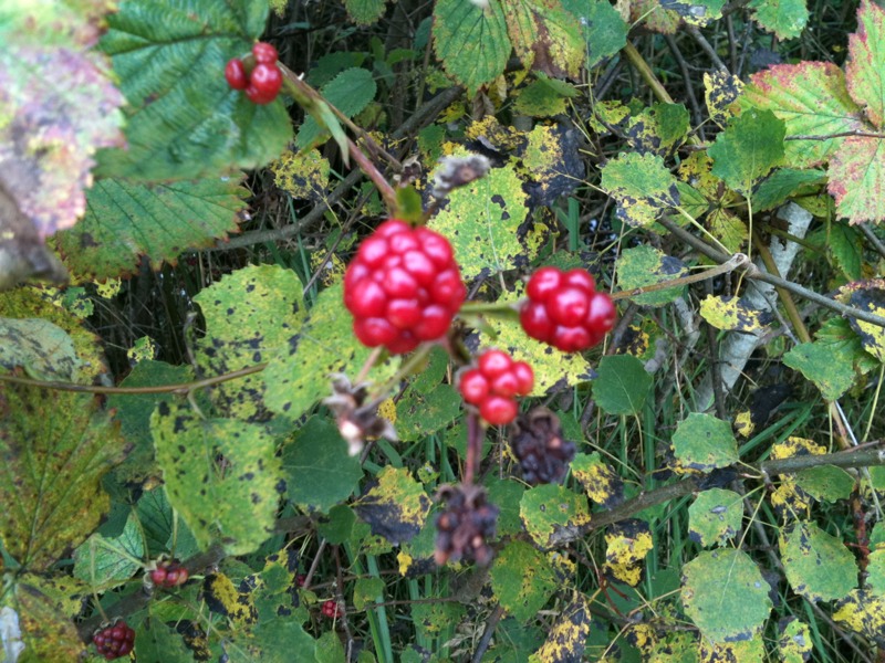 Brombeeren im Wald