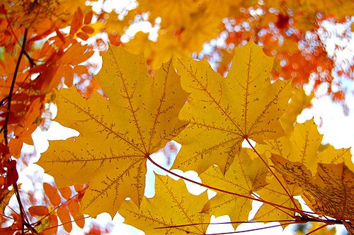 Goldener Herbst Bilder Herbstblätter