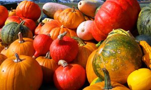 Kürbis – Herbst Bilder Halloween