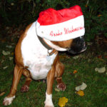 Frohe Weihnachten - Weihnachtsmann Hund