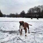 Boxer Hund im Winter