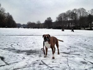 Boxer Hund im Winter