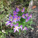 Wildkrokusse