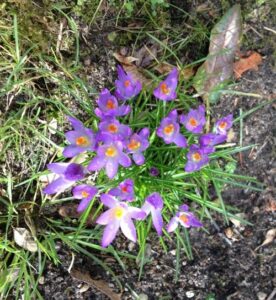 Wildkrokusse