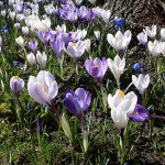 Frühling - Frühlingsblumen
