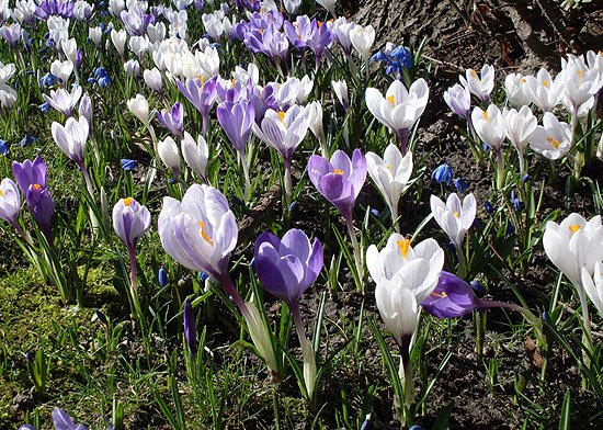 Frühling - Frühlingsblumen