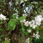Apfelblüte