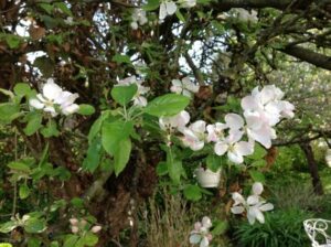 Apfelblüte
