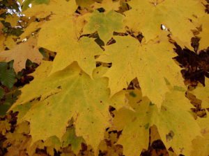 Herbst – Herbstlaub Ahornblätter