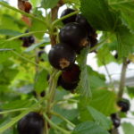 Schwarze Johannisbeere