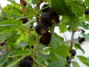 Schwarze Johannisbeere Blackcurrant Ribes nigrum