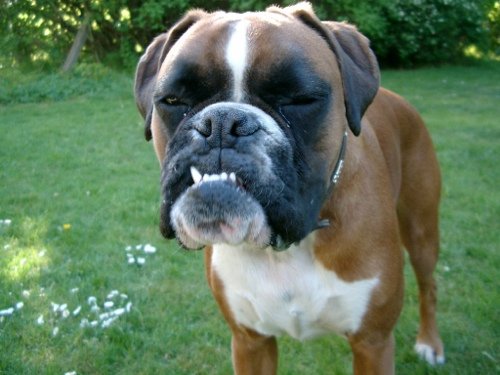 Bad dog – deutscher Boxer lustige Bilder Hunde