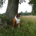 Boxer Hunde