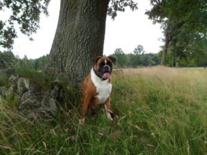 Boxer Hunde Bilder