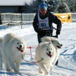 Schlittenhunderennen in der Schweiz
