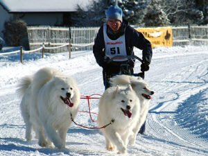 Schlittenhunderennen in der Schweiz