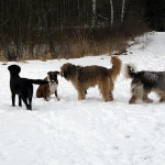 Hunde