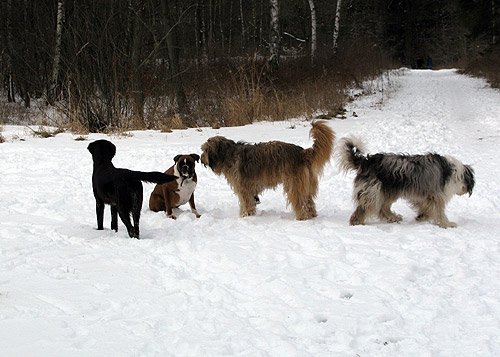 Hunde im Winter – Hundebilder Schnee