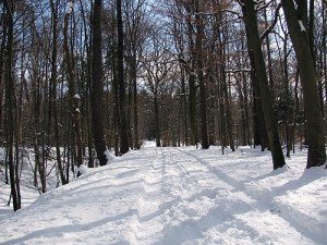 Winterlandschaft – Wald Schnee im Winter