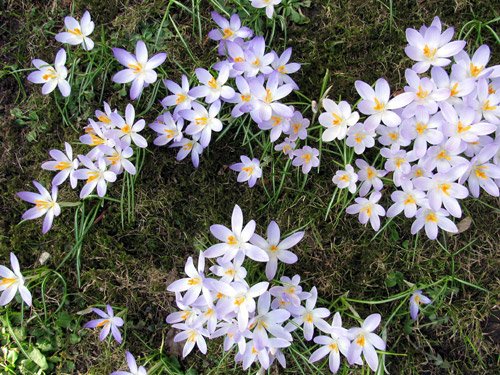 Blühende Krokusse im Frühling