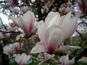 Blühende Magnolien