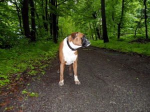 Boxer Hunde Bilder