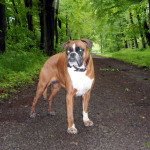 Boxer Hunde