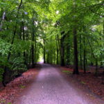 Frühling Wald
