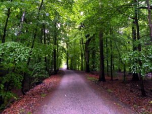 Frühling Wald im Regen