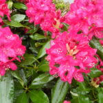Blühende rote Rhododendron