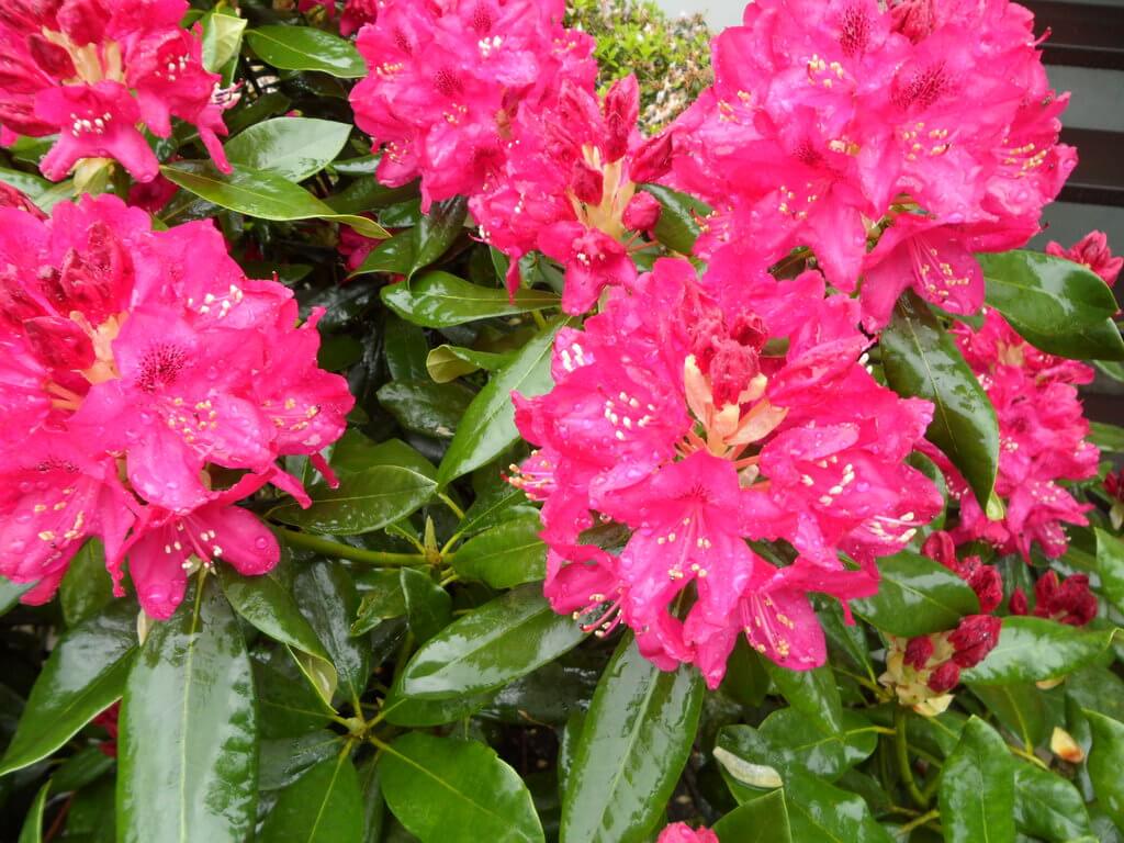Blühende rote Rhododendron