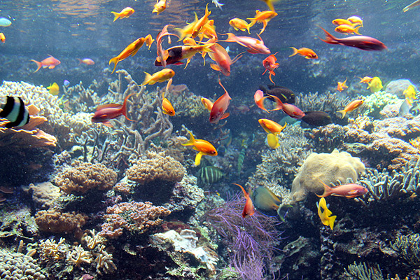 Aquarium Fische