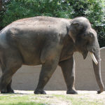 Elefant