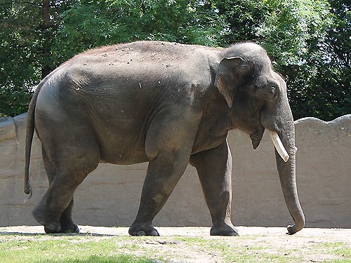 Elefanten – Asiatischer Elefant