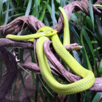 Grüne Mamba
