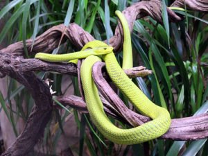 Grüne Mamba Schlangen Afrika
