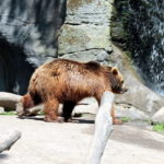 Kamtschatkabär