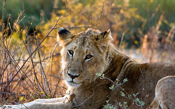 Löwe in Krüger-Nationalpark Südafrika