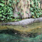 Nilkrokodil