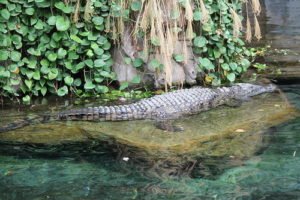 Krokodil Nilkrokodil Afrika