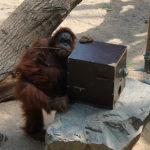 Orang-Utan