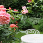 Rosen Sommer