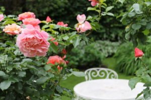 Rosen im Sommer Garten
