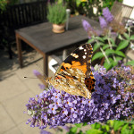 Sommer